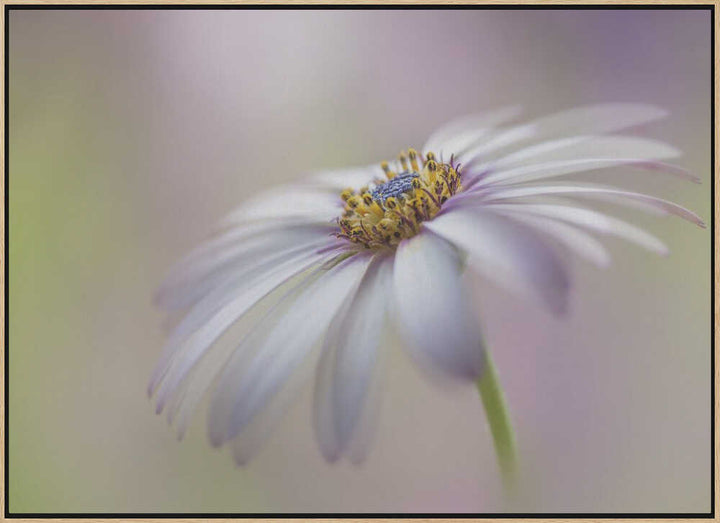 Soft Pastel Daisy Bloom - Floral Photographic Stretched Canvas Poster or Fine Art Print