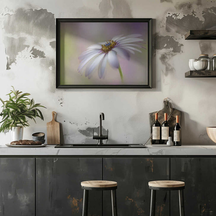 Soft Pastel Daisy Bloom - Floral Photographic Stretched Canvas Poster or Fine Art Print