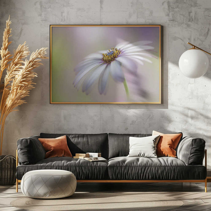 Soft Pastel Daisy Bloom - Floral Photographic Stretched Canvas Poster or Fine Art Print