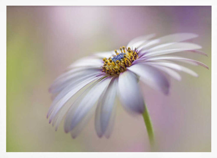 Soft Pastel Daisy Bloom - Floral Photographic Stretched Canvas Poster or Fine Art Print