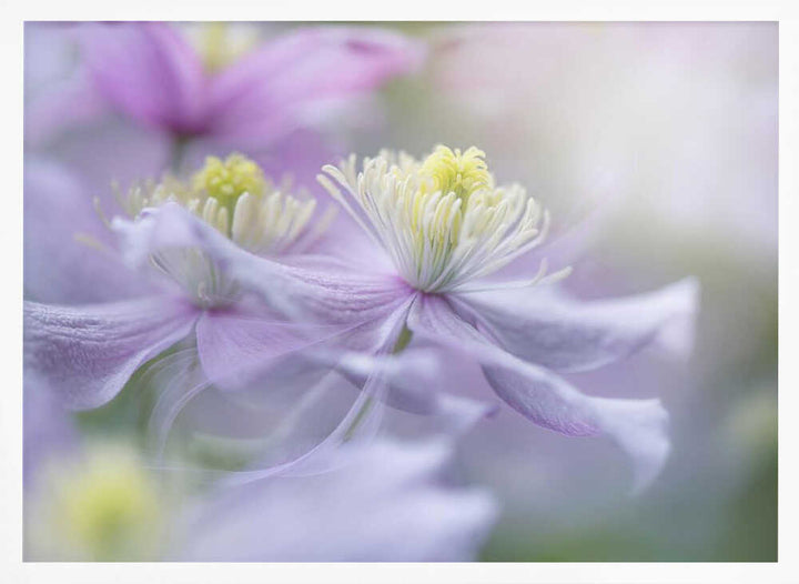 Soft Pastel Flowers - Stretched Canvas Poster or Fine Art Print
