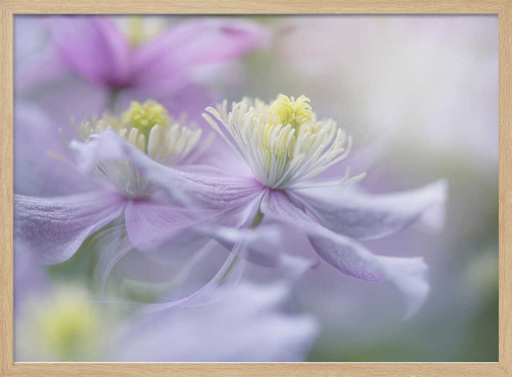 Soft Pastel Flowers - Stretched Canvas Poster or Fine Art Print