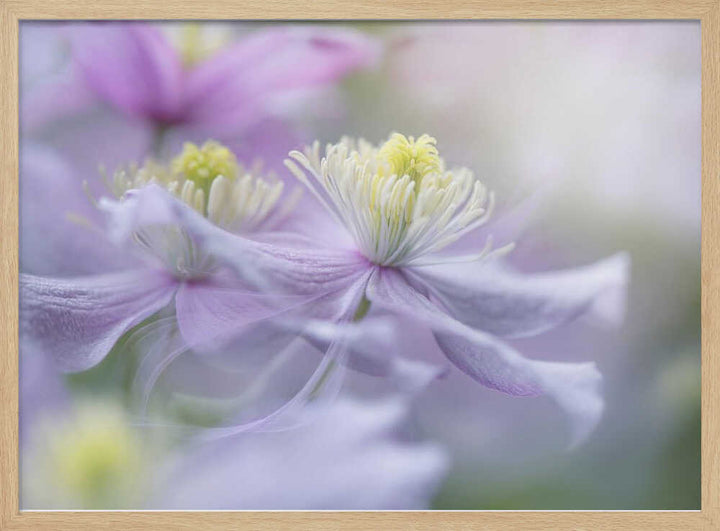 Soft Pastel Flowers - Stretched Canvas Poster or Fine Art Print