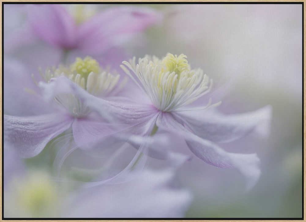 Soft Pastel Flowers - Stretched Canvas Poster or Fine Art Print