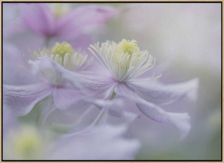 Soft Pastel Flowers - Stretched Canvas Poster or Fine Art Print