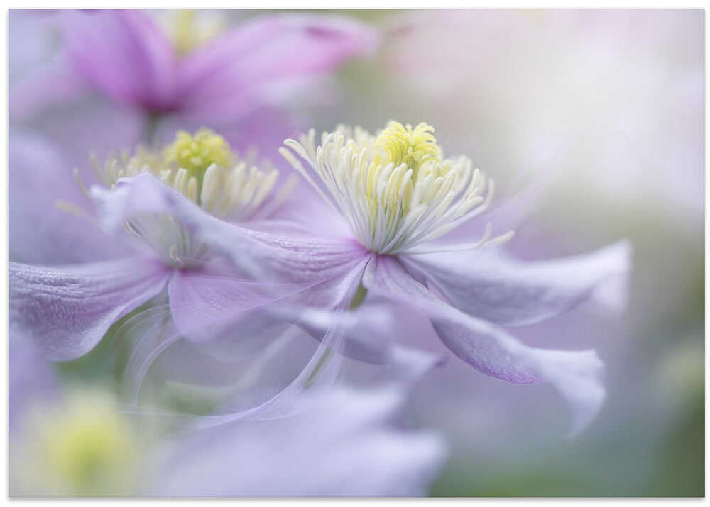 Soft Pastel Flowers - Stretched Canvas Poster or Fine Art Print