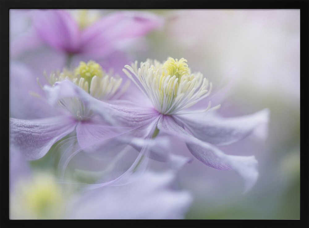 Soft Pastel Flowers - Stretched Canvas Poster or Fine Art Print