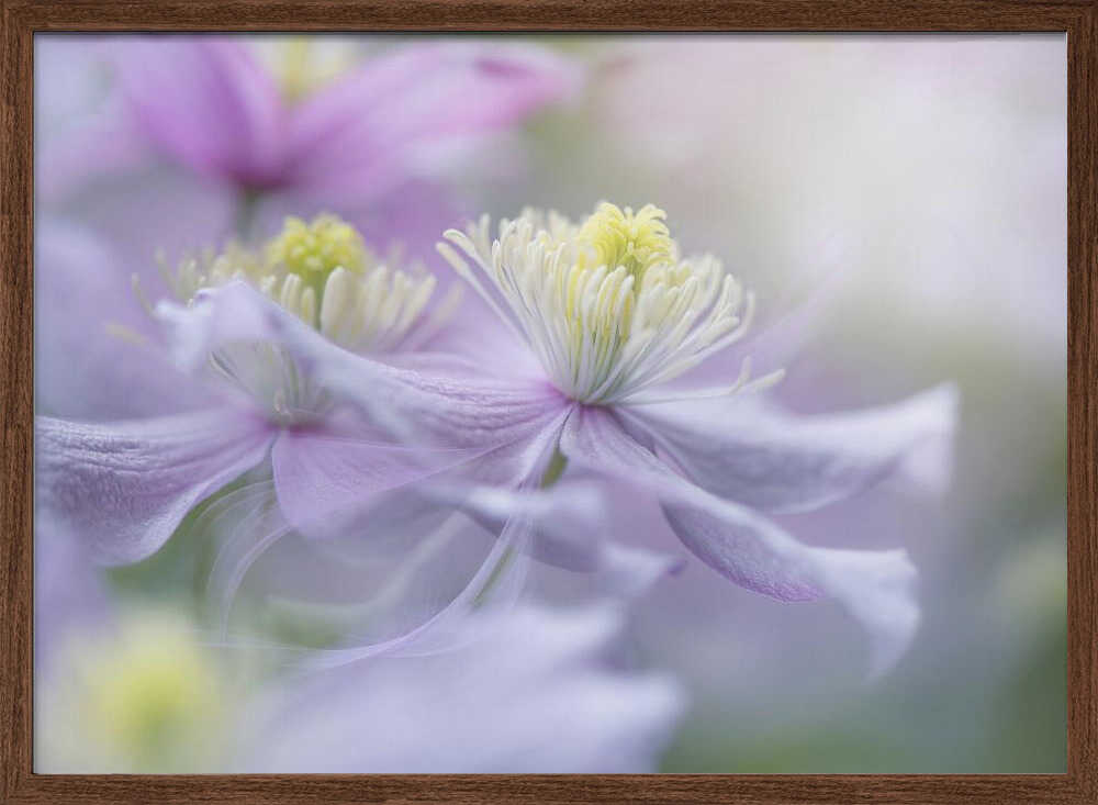 Soft Pastel Flowers - Stretched Canvas Poster or Fine Art Print