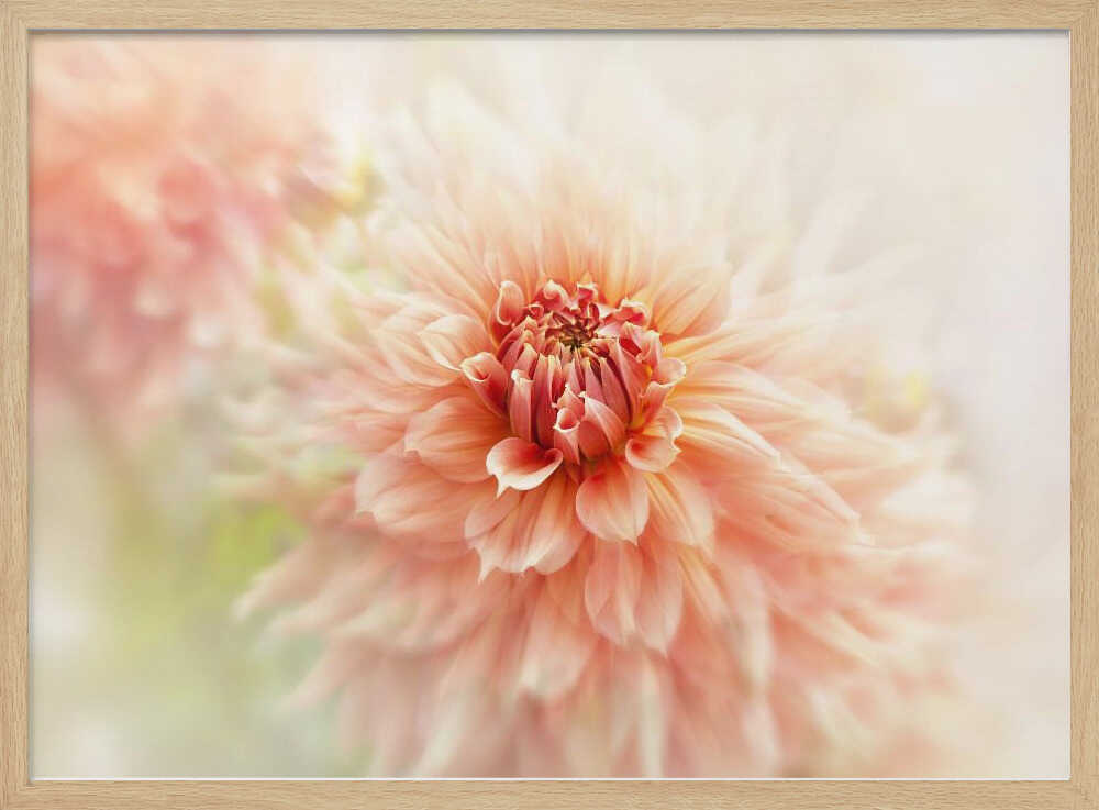 Soft Peach Dahlia - Floral Photographic Stretched Canvas Poster or Fine Art Print