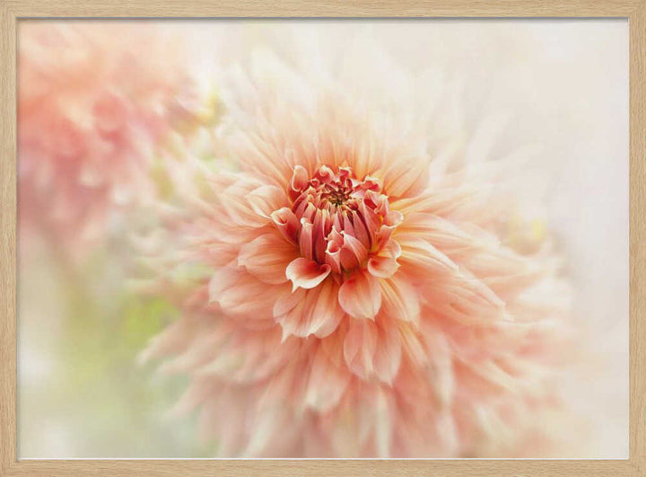 Soft Peach Dahlia - Floral Photographic Stretched Canvas Poster or Fine Art Print