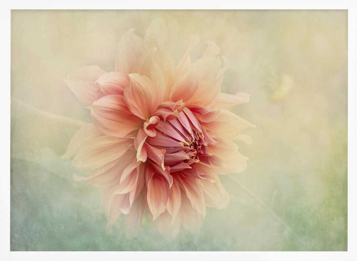 Soft Peach Dahlia - Floral Photographic Stretched Canvas Poster or Fine Art Print
