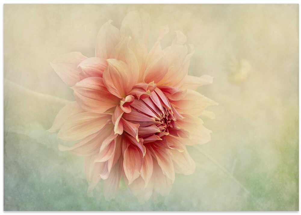 Soft Peach Dahlia - Floral Photographic Stretched Canvas Poster or Fine Art Print