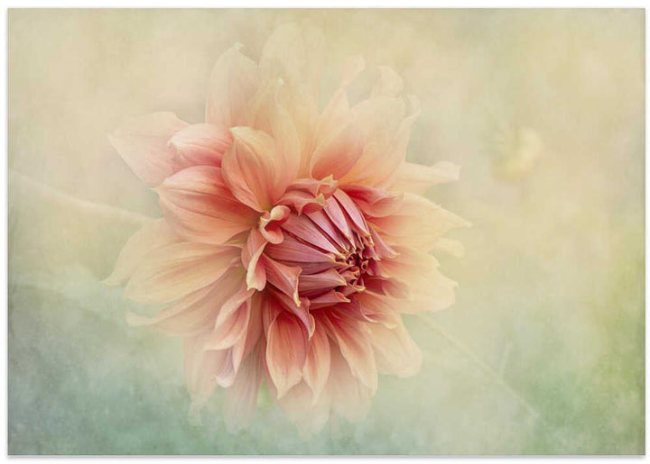 Soft Peach Dahlia - Floral Photographic Stretched Canvas Poster or Fine Art Print