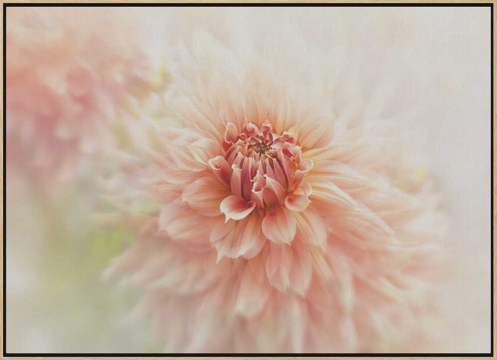 Soft Peach Dahlia - Floral Photographic Stretched Canvas Poster or Fine Art Print
