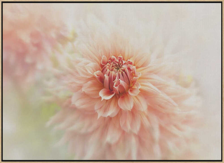 Soft Peach Dahlia - Floral Photographic Stretched Canvas Poster or Fine Art Print