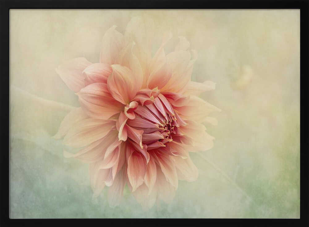 Soft Peach Dahlia - Floral Photographic Stretched Canvas Poster or Fine Art Print