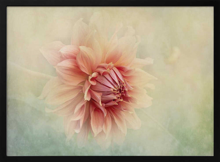 Soft Peach Dahlia - Floral Photographic Stretched Canvas Poster or Fine Art Print