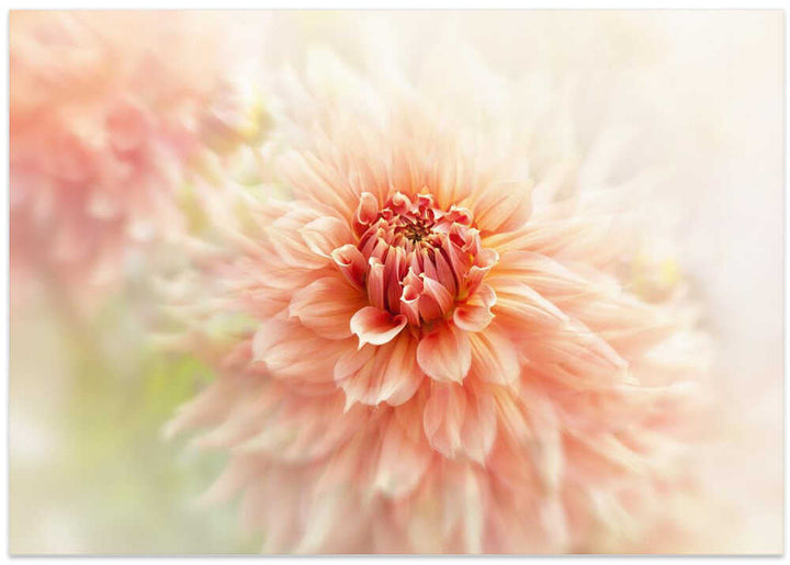 Soft Peach Dahlia - Floral Photographic Stretched Canvas Poster or Fine Art Print