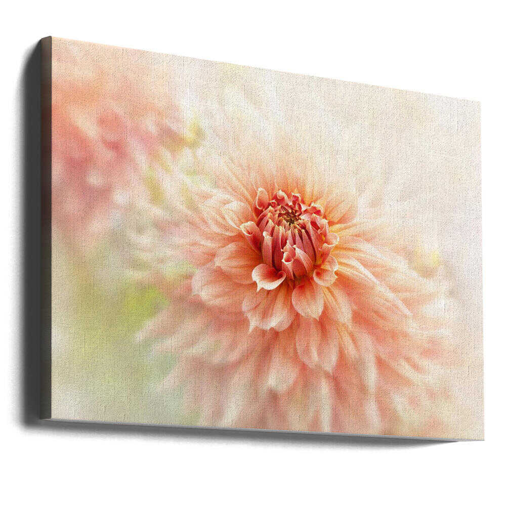 Soft Peach Dahlia - Floral Photographic Stretched Canvas Poster or Fine Art Print