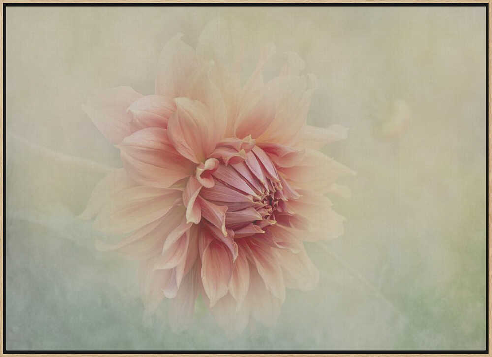 Soft Peach Dahlia - Floral Photographic Stretched Canvas Poster or Fine Art Print