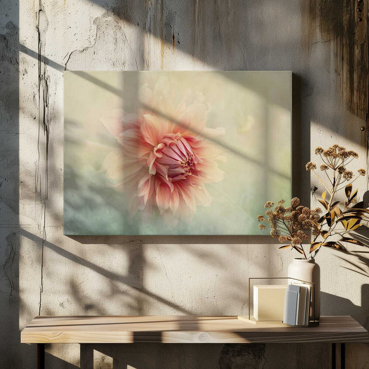Soft Peach Dahlia - Floral Photographic Stretched Canvas Poster or Fine Art Print