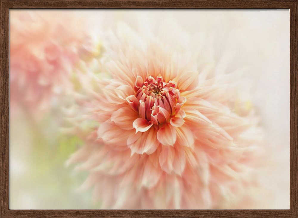 Soft Peach Dahlia - Floral Photographic Stretched Canvas Poster or Fine Art Print