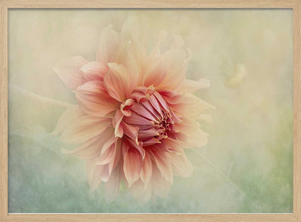 Soft Peach Dahlia - Floral Photographic Stretched Canvas Poster or Fine Art Print