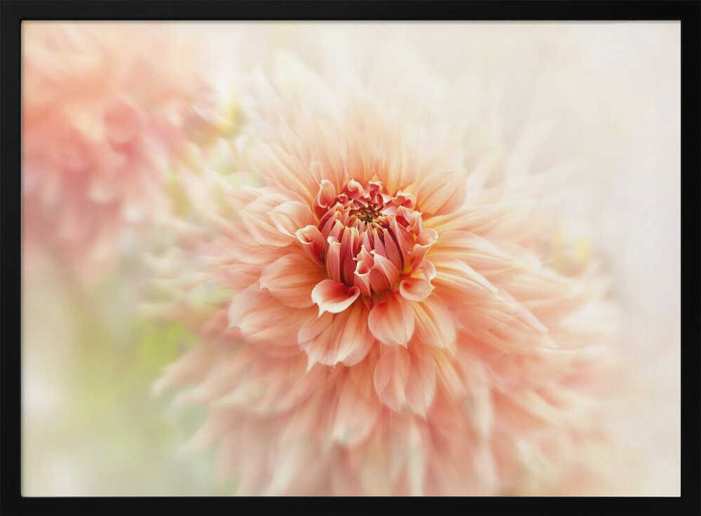 Soft Peach Dahlia - Floral Photographic Stretched Canvas Poster or Fine Art Print