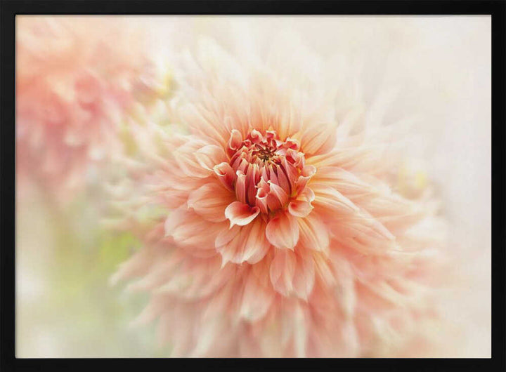 Soft Peach Dahlia - Floral Photographic Stretched Canvas Poster or Fine Art Print