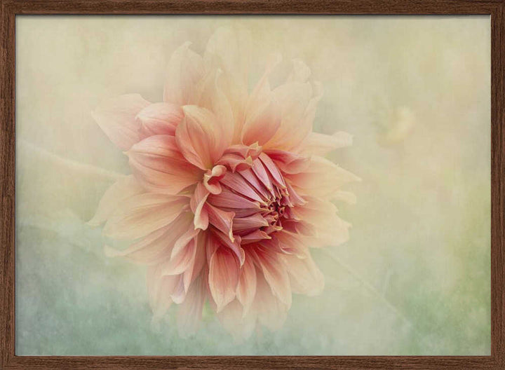 Soft Peach Dahlia - Floral Photographic Stretched Canvas Poster or Fine Art Print