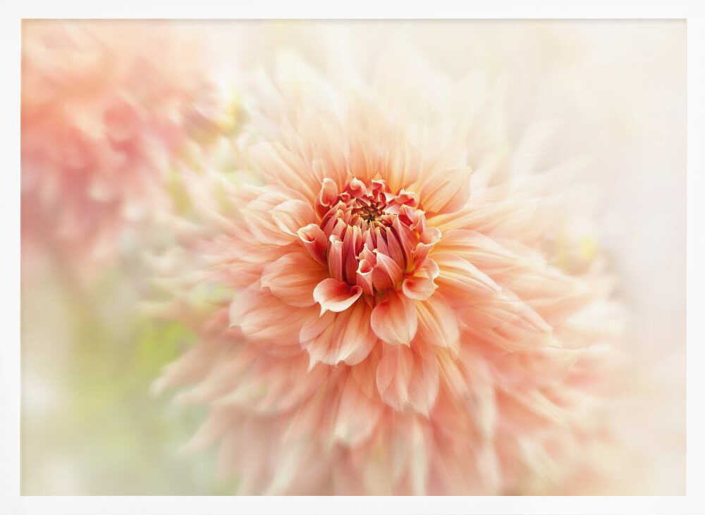Soft Peach Dahlia - Floral Photographic Stretched Canvas Poster or Fine Art Print