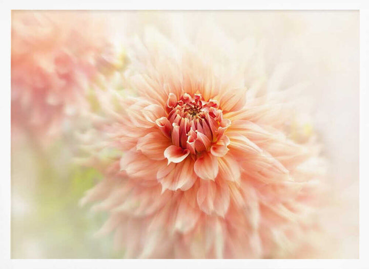 Soft Peach Dahlia - Floral Photographic Stretched Canvas Poster or Fine Art Print
