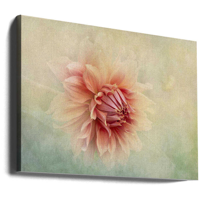 Soft Peach Dahlia - Floral Photographic Stretched Canvas Poster or Fine Art Print