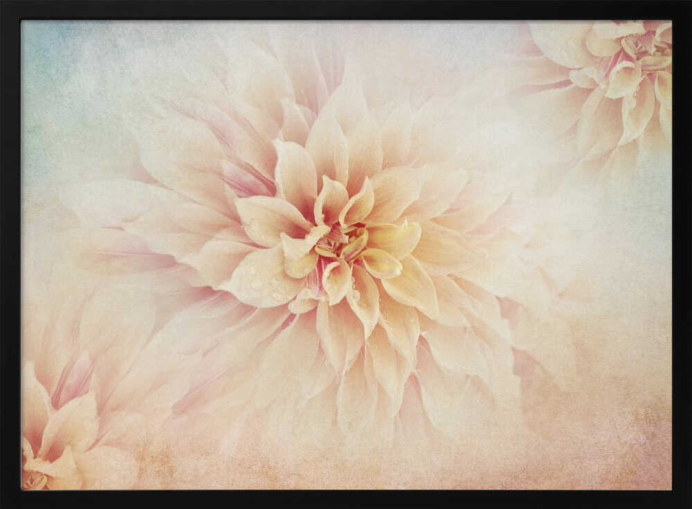 Soft Peach Dahlias - Floral Photographic Stretched Canvas Poster or Fine Art Print