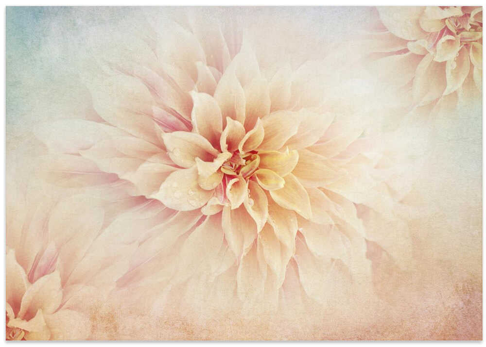 Soft Peach Dahlias - Floral Photographic Stretched Canvas Poster or Fine Art Print