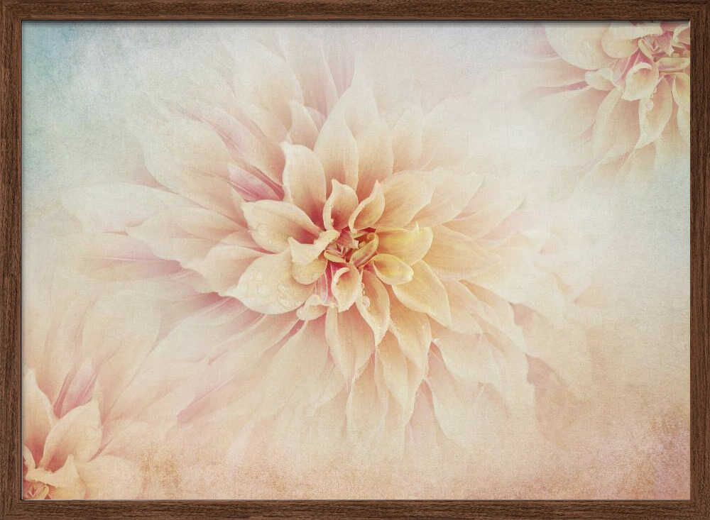 Soft Peach Dahlias - Floral Photographic Stretched Canvas Poster or Fine Art Print