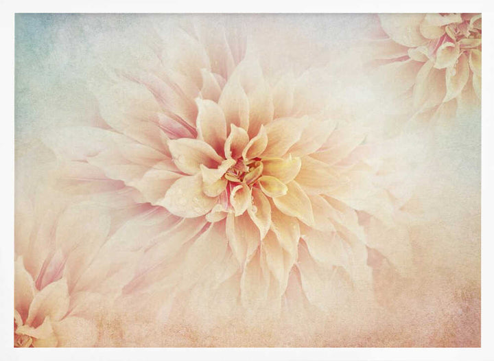 Soft Peach Dahlias - Floral Photographic Stretched Canvas Poster or Fine Art Print