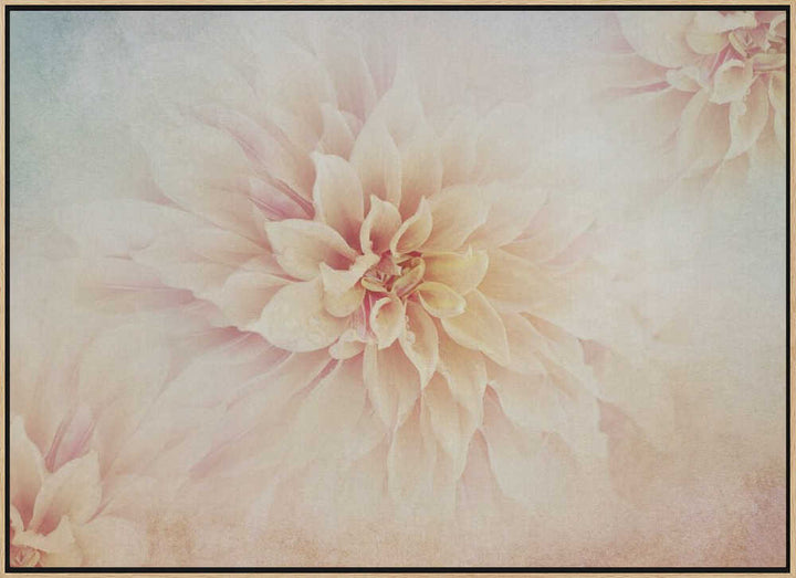 Soft Peach Dahlias - Floral Photographic Stretched Canvas Poster or Fine Art Print