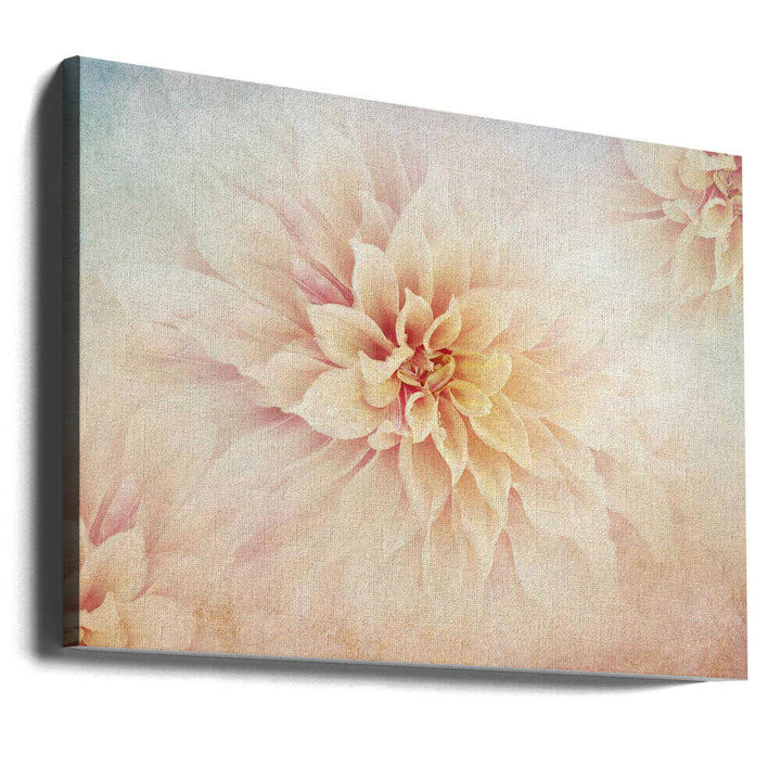 Soft Peach Dahlias - Floral Photographic Stretched Canvas Poster or Fine Art Print