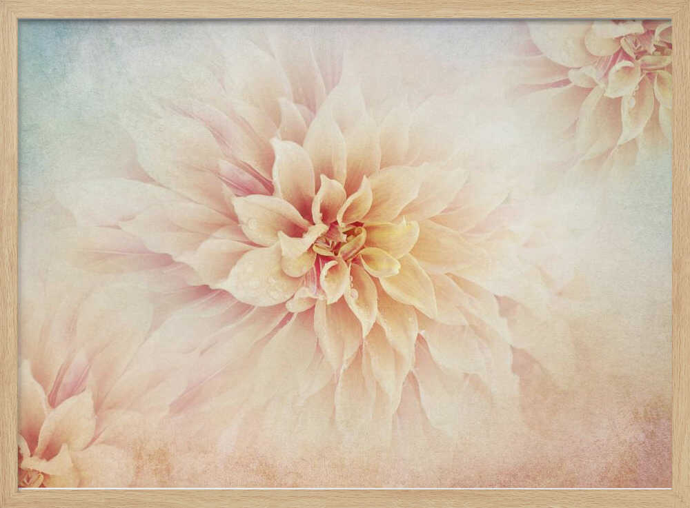 Soft Peach Dahlias - Floral Photographic Stretched Canvas Poster or Fine Art Print