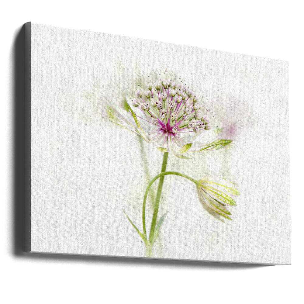 Soft Pink Bloom - Floral Photographic Stretched Canvas Poster or Fine Art Print