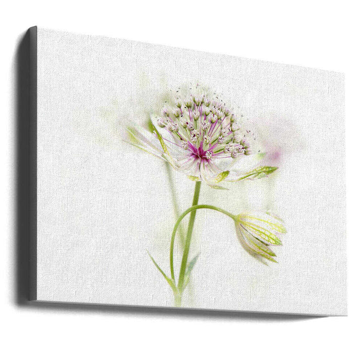 Soft Pink Bloom - Floral Photographic Stretched Canvas Poster or Fine Art Print