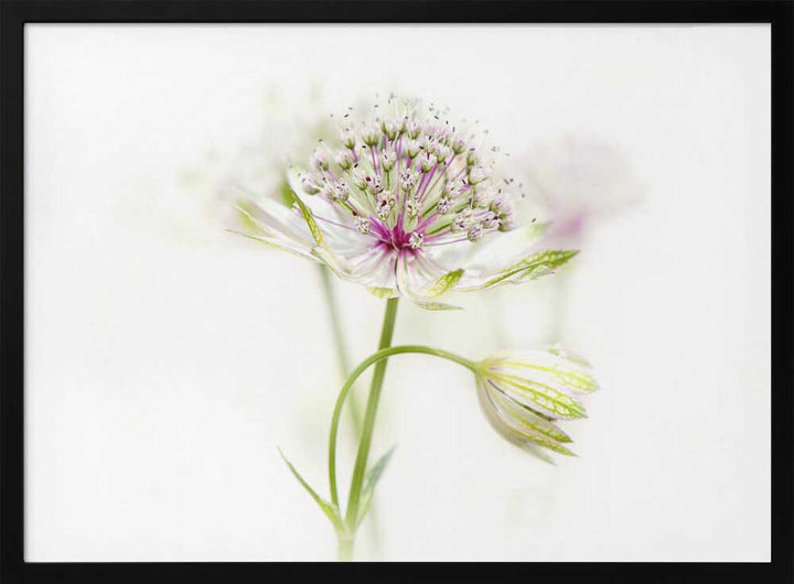 Soft Pink Bloom - Floral Photographic Stretched Canvas Poster or Fine Art Print