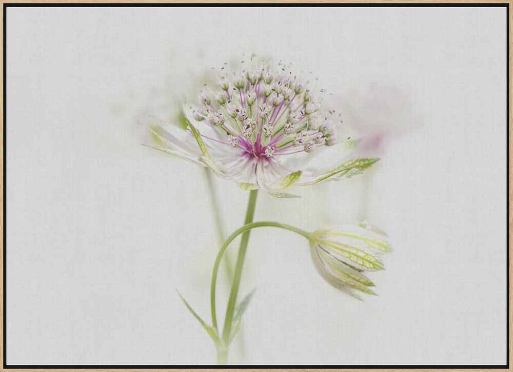 Soft Pink Bloom - Floral Photographic Stretched Canvas Poster or Fine Art Print