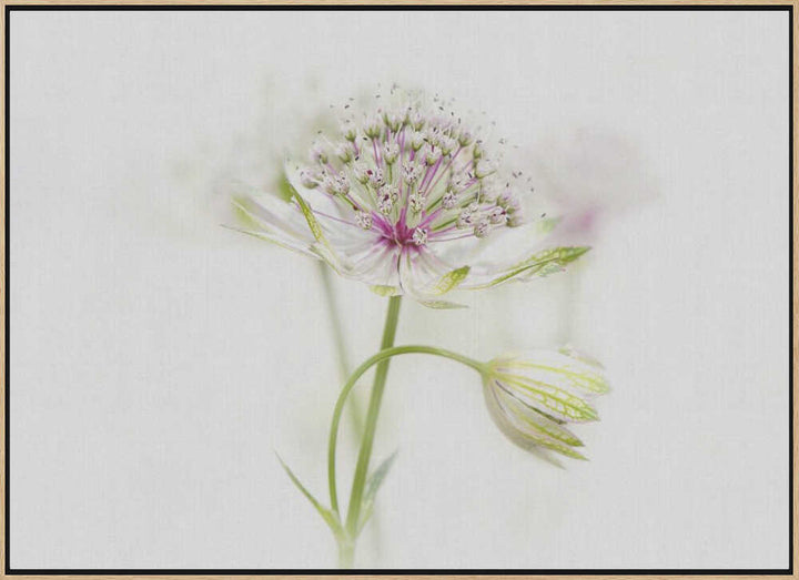 Soft Pink Bloom - Floral Photographic Stretched Canvas Poster or Fine Art Print