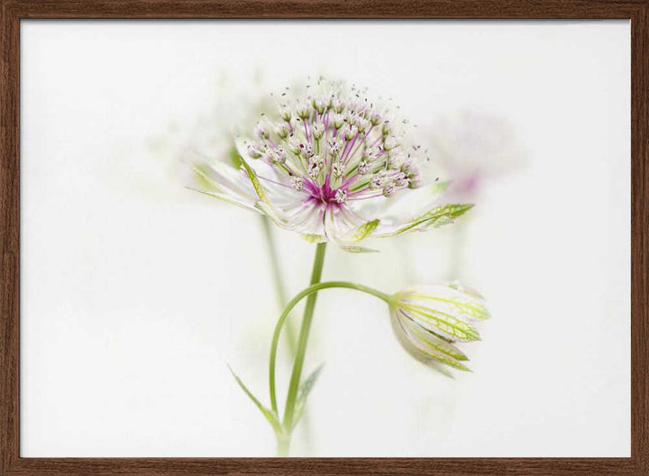 Soft Pink Bloom - Floral Photographic Stretched Canvas Poster or Fine Art Print