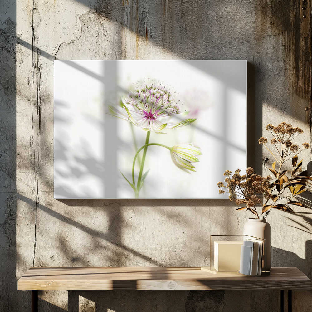 Soft Pink Bloom - Floral Photographic Stretched Canvas Poster or Fine Art Print