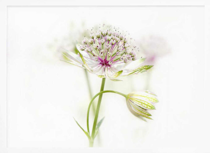 Soft Pink Bloom - Floral Photographic Stretched Canvas Poster or Fine Art Print