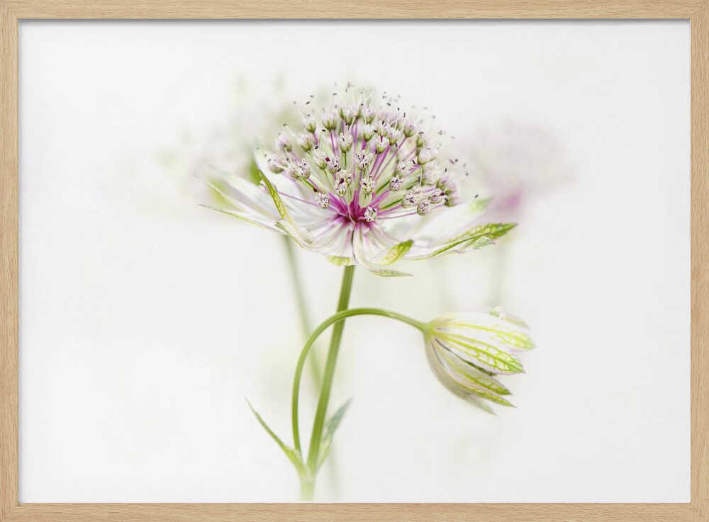 Soft Pink Bloom - Floral Photographic Stretched Canvas Poster or Fine Art Print