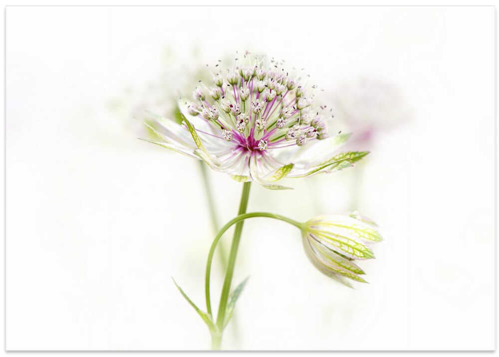 Soft Pink Bloom - Floral Photographic Stretched Canvas Poster or Fine Art Print